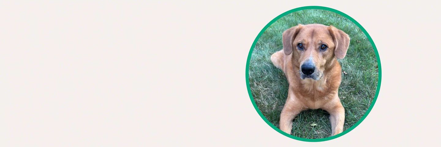 Charlie, a retriever hound mix laying in the grass.